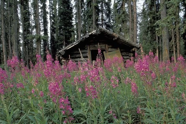 North America, Canada, Yukon. Abandoned trappers cabin amid fireweed near Ross River