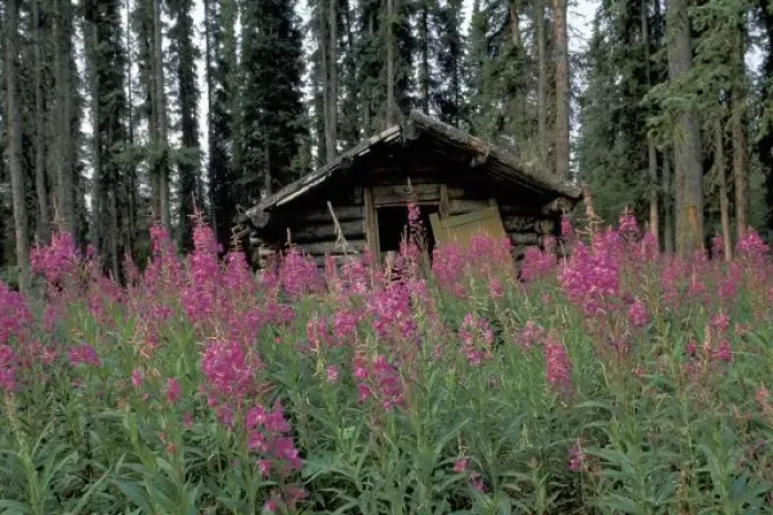 Framed Print : North America, Canada, Yukon. Abandoned trappers cabin amid fireweed near Ross River Framed Print : North America, Canada, Yukon. Abandoned trappers cabin amid fireweed near Ross River
