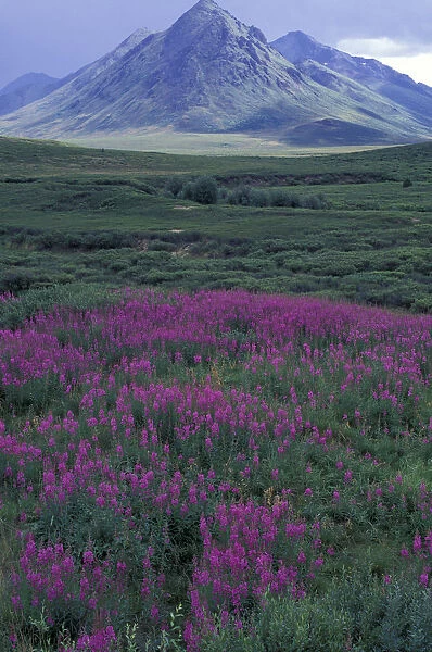 North America, Canada, Yukon. Fireweed blooms at Black Fork Pass near Mt. Anglecomb
