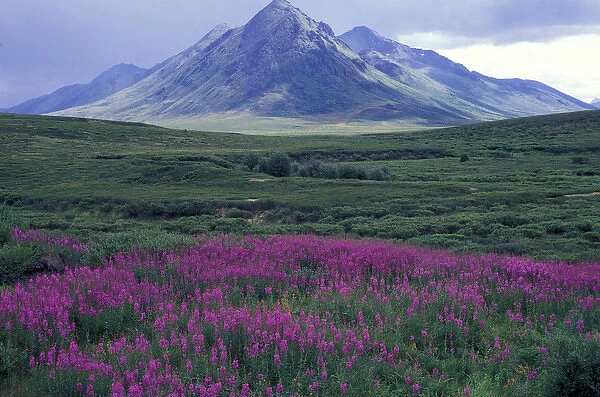 North America, Canada, Yukon. Fireweed blooms at Black Fork Pass near Mt. Anglecomb