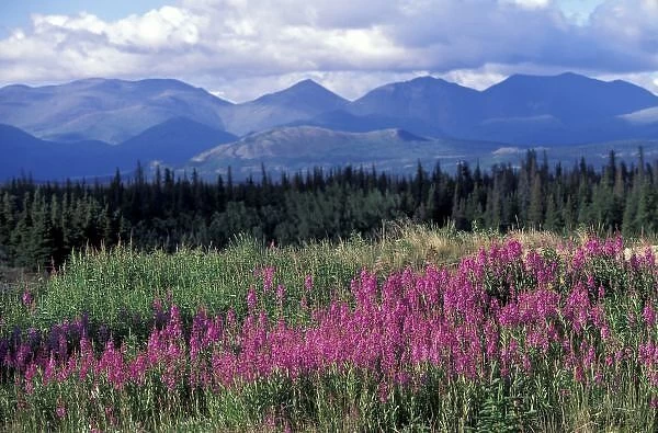 North America, Canada, Yukon. Fireweed blooms near Kluane National park