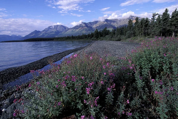 North America, Canada, Yukon, Kluane National Park. Dwarf Fireweed along Kluane Lake