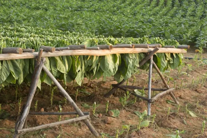 Framed Print : North America, Caribbean, Cuba, Vinales, tobacco leaves drying on racks in field Framed Print : North America, Caribbean, Cuba, Vinales, tobacco leaves drying on racks in field