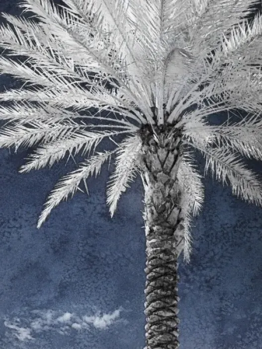 Framed Print : North America, Florida, Orlando, infrared stately palm tree against a blue sky and clouds Framed Print : North America, Florida, Orlando, infrared stately palm tree against a blue sky and clouds