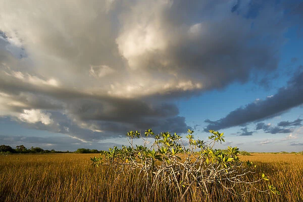 North America, Florida, Sunset on Red Mangroves (Rhizophora mangle) in Everglades
