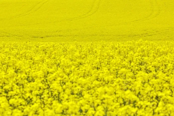 Framed Print : North America; Idaho; Grangeville; Canola Field in Full Fresh Bloom