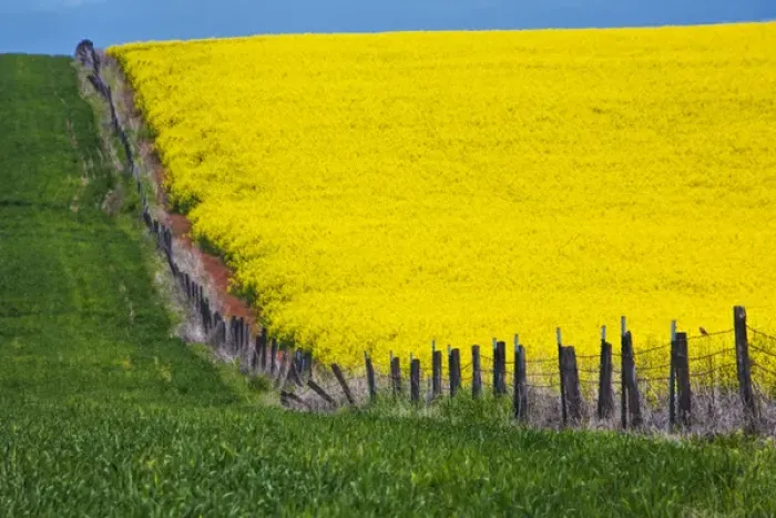 Framed Print : North America; Idaho; Grangeville; Canola Field in Full Fresh Bloom Along Fenceline