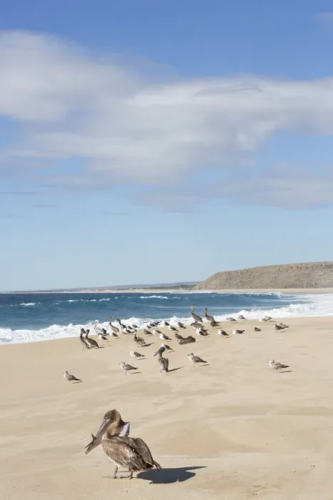 Framed Print : North America, Mexico, Baja Calfornia Sur, Todos Santos, Cerritos Beach. Brown Pelicans Framed Print : North America, Mexico, Baja Calfornia Sur, Todos Santos, Cerritos Beach. Brown Pelicans