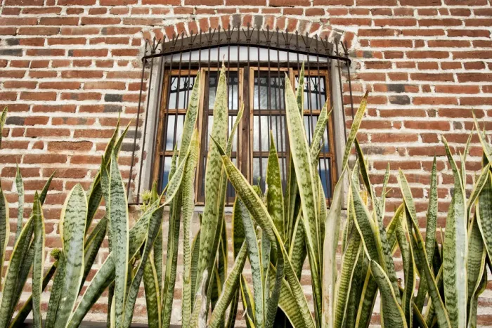 Framed Print : North America, Mexico, Baja Calfornia Sur, Todos Santos