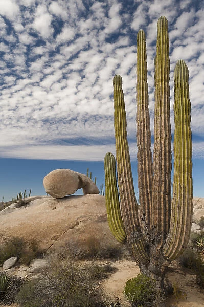 North America, Mexico, Baja California, Cardon Cactus surround boulder formations near Catavina