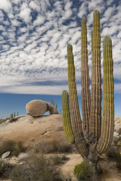 Framed Print : North America, Mexico, Baja California, Cardon Cactus surround boulder formations near Catavina Framed Print : North America, Mexico, Baja California, Cardon Cactus surround boulder formations near Catavina