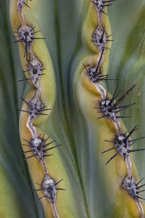 Framed Print : North America, Mexico, Baja California. Abstract line detail of cordon cactus (Pachycereus