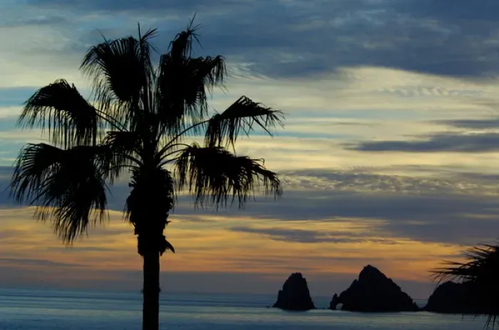 Framed Print : North America, Mexico, Baja California Sur, Cabo San Lucas. Baja sunset palm with