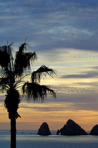 North America, Mexico, Baja California Sur, Cabo San Lucas. Baja sunset palm with