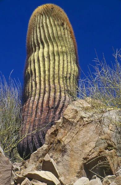 North America, Mexico, Baja Peninsula, Sea of Cortez, barrel cactus among rocks