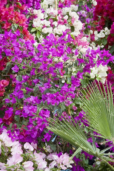 North America, Mexico, Guanajuato state, San Miguel de Allende. Bougainvillea flowers
