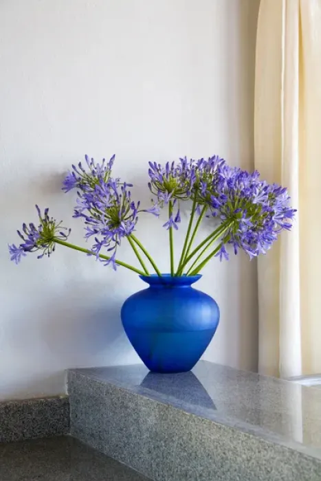Framed Print : North America, Mexico, Guanajuato state, San Miguel de Allende. An Agapanthus flower Framed Print : North America, Mexico, Guanajuato state, San Miguel de Allende. An Agapanthus flower