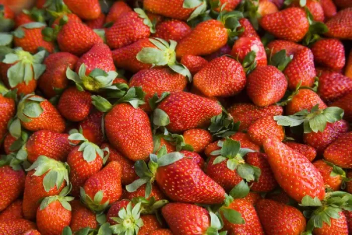 Framed Print : North America, Mexico, Guanajuato state, San Miguel de Allende. Strawberries