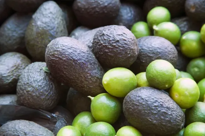 Framed Print : North America, Mexico, Guanajuato state, San Miguel de Allende. Limes and avocados