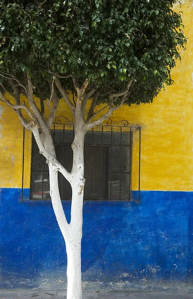 North America, Mexico, Guanajuato state, San Miguel de Allende. Tree in front of