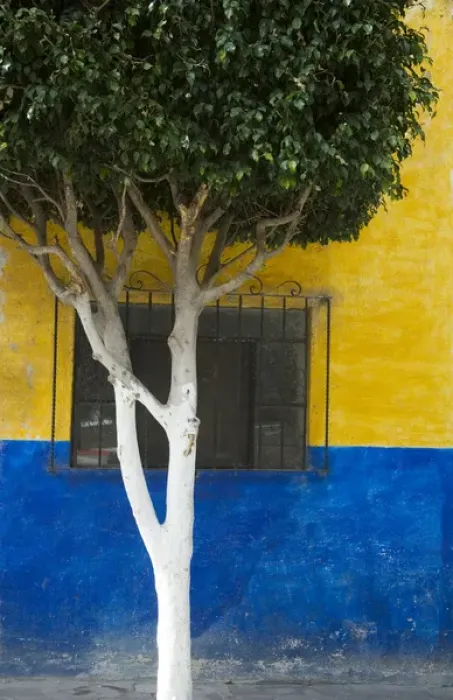 Framed Print : North America, Mexico, Guanajuato state, San Miguel de Allende. Tree in front of