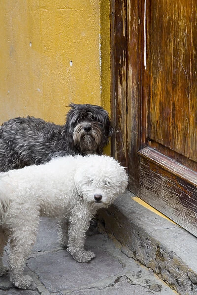 North America, Mexico, Guanajuato state, San Miguel. 2 dogs at doorway waiting to