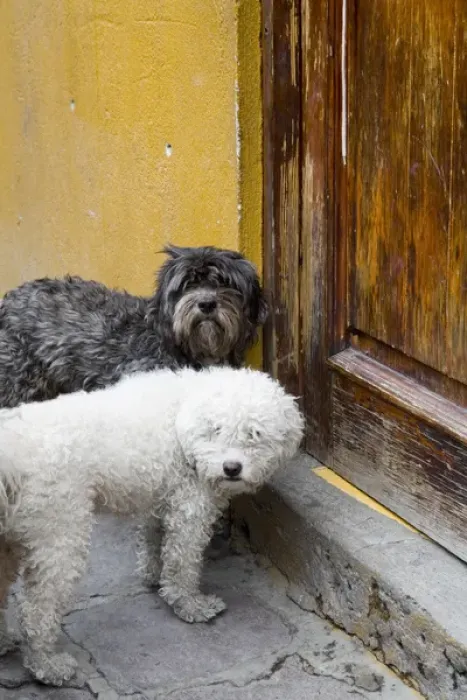 Framed Print : North America, Mexico, Guanajuato state, San Miguel. 2 dogs at doorway waiting to Framed Print : North America, Mexico, Guanajuato state, San Miguel. 2 dogs at doorway waiting to