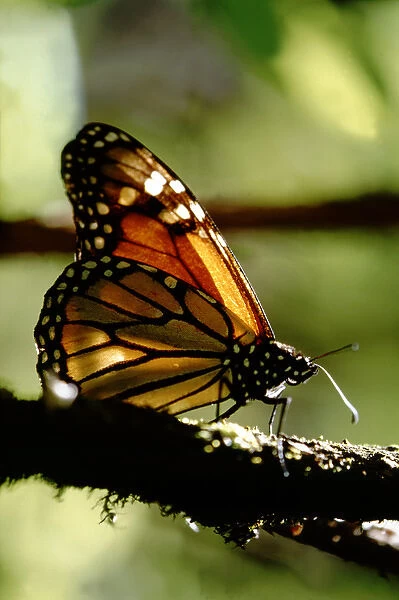 North America - Mexico - Michoacan - Sierra Madre Mountains - Herrada Monarch Butterfly