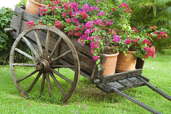North America, Mexico, Quintana Roo, Playa de Carmen. A wagon full of potted bougainvillea