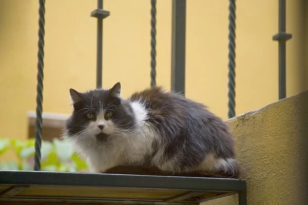 North America, Mexico, San Miguel de Allende. Cat waiting on steps