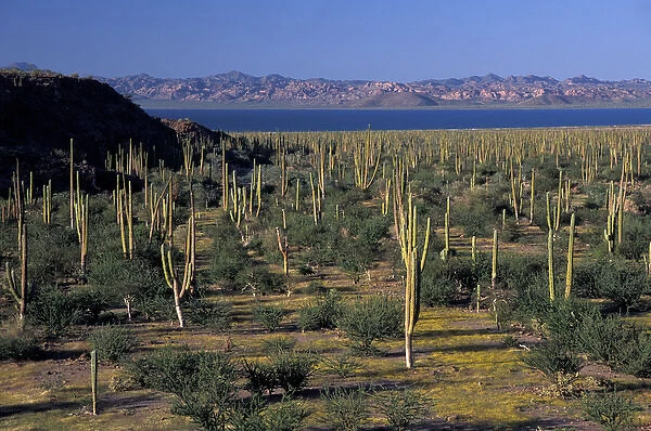 North America, Mexico, Sea of Cortez, Baja Cardon cactuses (Pachycereus pringlei)