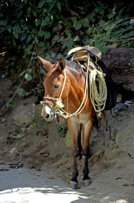 Framed Print : North America, Mexico, State of Jalisco, Puerto Vallarta, Yelapa. Local donkey Framed Print : North America, Mexico, State of Jalisco, Puerto Vallarta, Yelapa. Local donkey