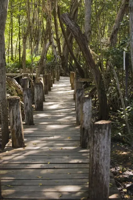 Framed Print : North America, Mexico, Yucatan. A boardwalk through a mangrove forest located in Framed Print : North America, Mexico, Yucatan. A boardwalk through a mangrove forest located in