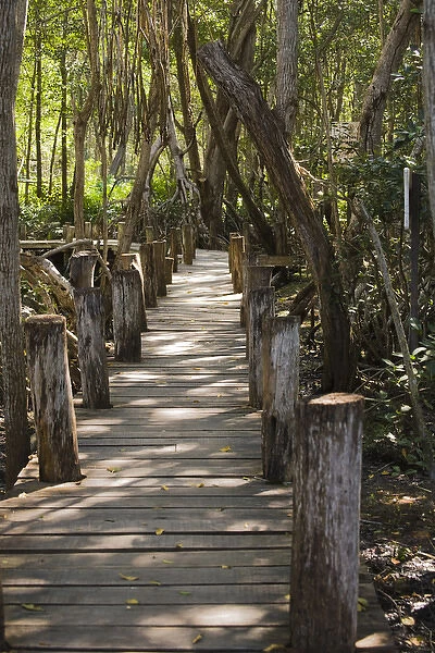 North America, Mexico, Yucatan. A boardwalk through a mangrove forest located in