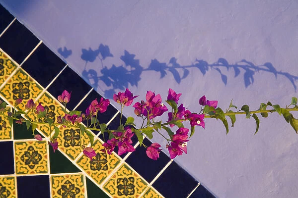 North America, Mexico, Yucatan, Merida. Tiled wall near the pool at the Hotel MedioMundo