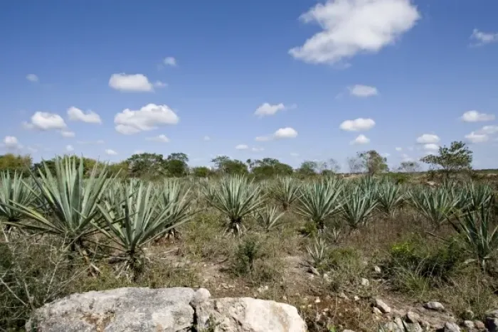 Framed Print : North America, Mexico, Yucatan, Merida. Hee are the sisal fields of a working hennequin Framed Print : North America, Mexico, Yucatan, Merida. Hee are the sisal fields of a working hennequin