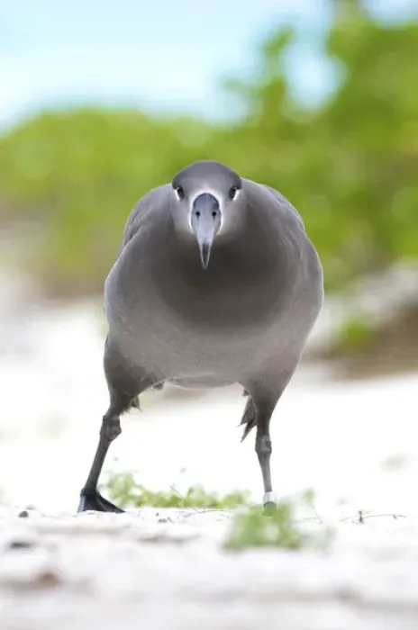 Framed Print : North America, Northwestern Hawaiian Islands, Midway Atoll. Black-footed Albatross