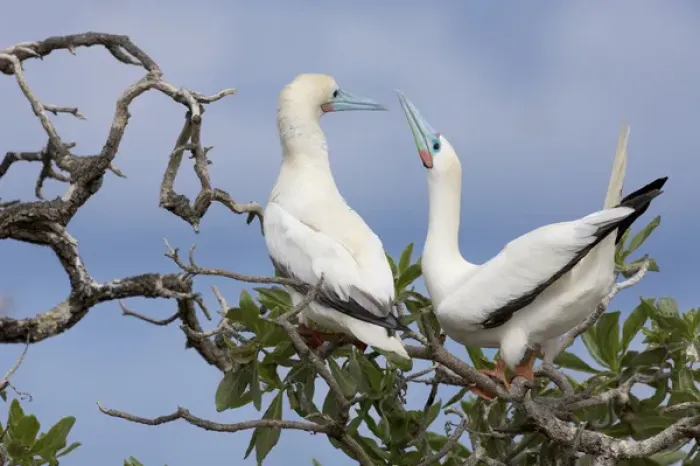 Framed Print : North America, Northwestern Hawaiian Islands, Midway Atoll. Red-footed booby courtship
