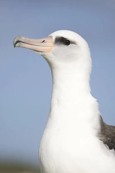 North America, Northwestern Hawaiian Islands, Midway Atoll. Laysan Albatross Portrait