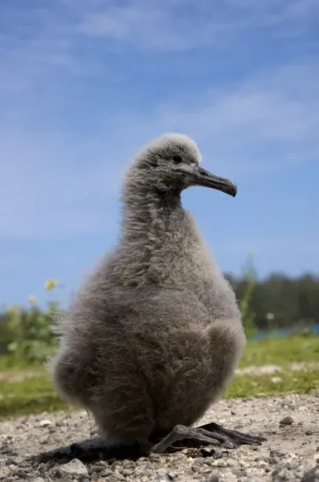 Framed Print : North America, Northwestern Hawaiian Islands, Midway Atoll. Laysan Albatross chick Framed Print : North America, Northwestern Hawaiian Islands, Midway Atoll. Laysan Albatross chick