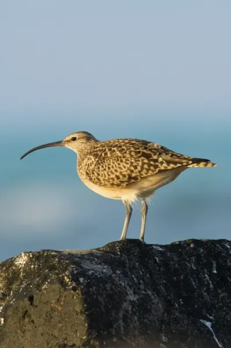 Framed Print : North America, Northwestern Hawaiian Islands, Midway Atoll. Bristle-thighed curlew Framed Print : North America, Northwestern Hawaiian Islands, Midway Atoll. Bristle-thighed curlew