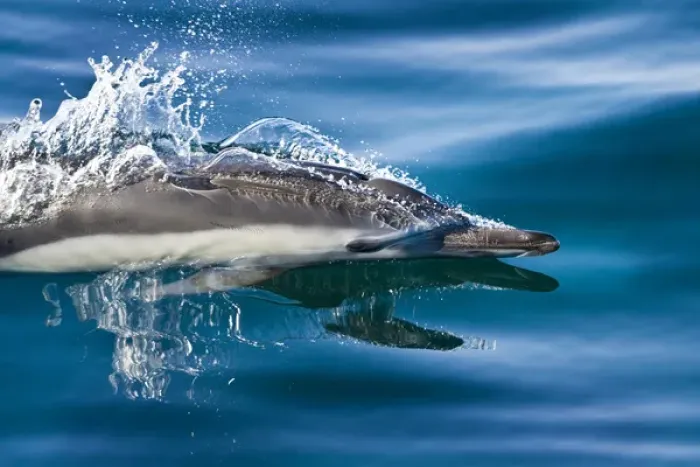 Framed Print : North America, Sea of Cortez. Close-up of long-beaked dolphin porpoising through