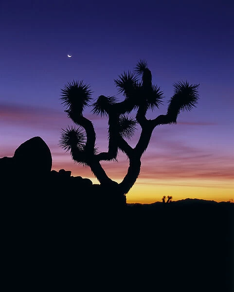 North America, U. S. A. California, Joshua Tree National Park, evening in the desert-Joshua