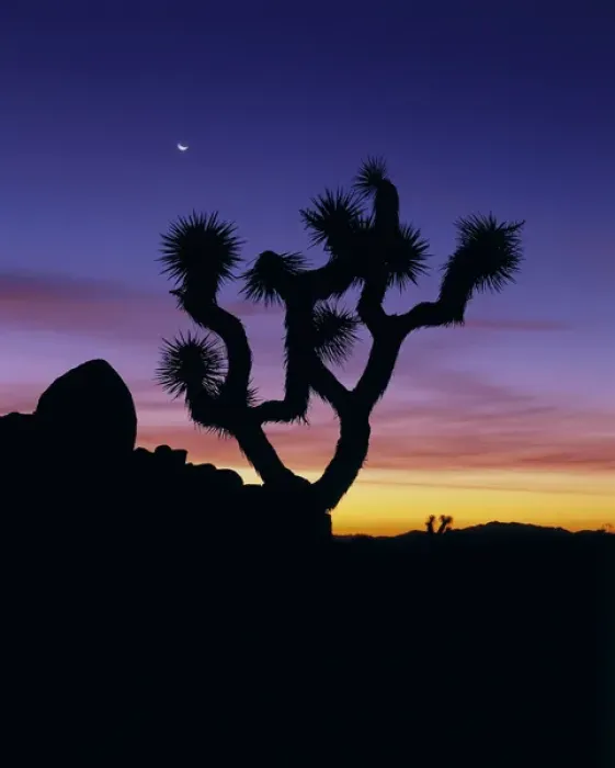 Framed Print : North America, U. S. A. California, Joshua Tree National Park, evening in the desert-Joshua