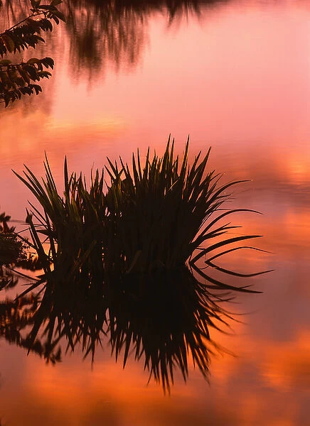 North America, U. S. A. Florida, Wakodahatchee preserve, Sunrise reflection in a swampy