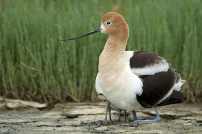 Framed Print : North America, United States, California, Palo Alto, Baylands. American Avocet Framed Print : North America, United States, California, Palo Alto, Baylands. American Avocet