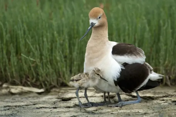 Framed Print : North America, United States, California, Palo Alto, Baylands. American Avocet Framed Print : North America, United States, California, Palo Alto, Baylands. American Avocet