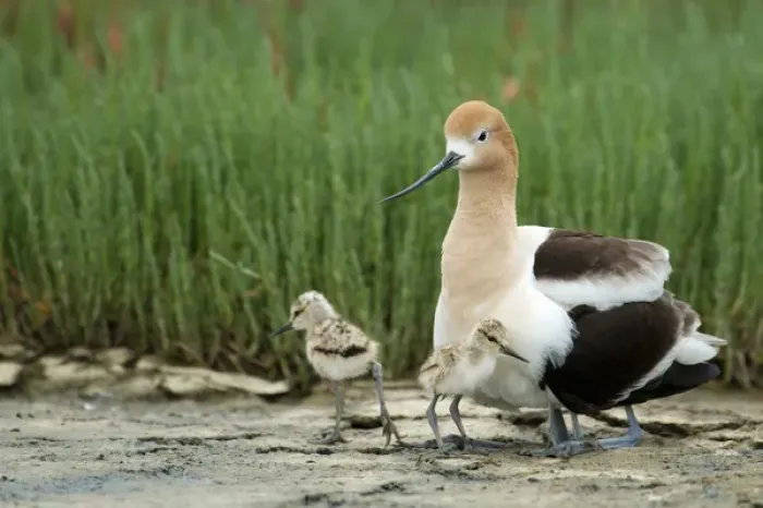 Framed Print : North America, United States, California, Palo Alto, Baylands. American Avocet Framed Print : North America, United States, California, Palo Alto, Baylands. American Avocet
