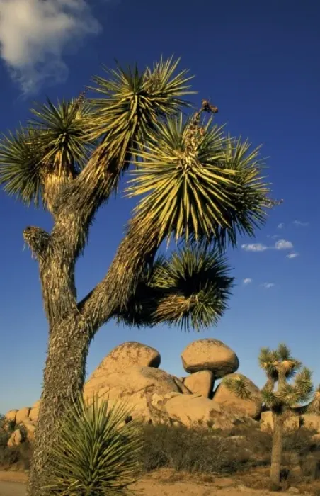 Framed Print : North America, United States, California, Joshua Tree. Rock formations with tree