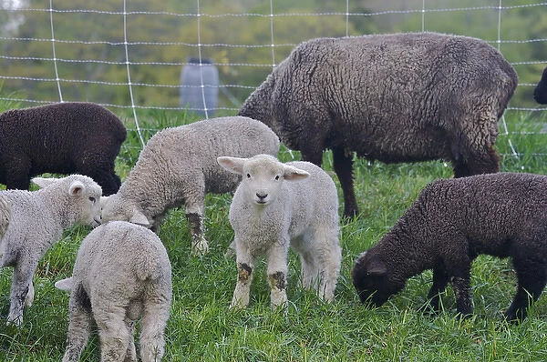 North America, United States, Massachusetts, Shelburne. A lamb looks at the photographer